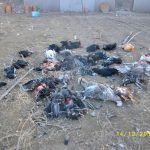 image-2809 Πτολεμαίδα: 10 γαλόπουλες και 21 κότες κατασπάραξαν αδέσποτα (Φωτογραφίες)