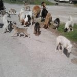 image-2770 Eθελοντές Κυνοκομείου Πτολεμαΐδας: Ανεξέλεγκτη η κατάσταση με τα αδέσποτα στην ΑΕΒΑΛ