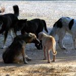 image-157598 kozan.gr: Yπέβαλλε αίτηση για αποζημίωση από το δήμο Κοζάνης, διότι όπως ισχυρίζεται υπέστη φθορές στο αυτοκίνητό του, από αδέσποτα ζώα – Απορρίφθηκε η αίτησή του