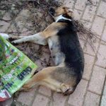 image-3915 Εθελοντές Κυνοκομείου Πτολεμαίδας: Δηλητηριάσεις ζώων στην Άρδασσα Εορδαίας (Φωτογραφίες)