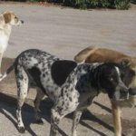 image-163299 Κοζάνη: Επιθέσεις αδέσποτων σκύλων, σε φοιτητές και καθηγητές, στο ΤΕΙ Δυτικής Μακεδονίας