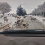 image-9779 kozan.gr: Πτολεμαίδα: Όταν συναντάς στο δρόμο σου, περισσότερα από 20 αδέσποτα (Φωτογραφίες)