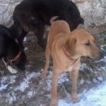 image-8026 Δήμος Βοΐου και Φιλοζωικός Σύλλογος Σιάτιστας «Η ΕΥΘΥΝΗ»: Έκκληση για υιοθέτηση σκύλων