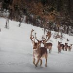 image-11220 kozan.gr: Υπέροχες φωτογραφίες, με τα πανέμορφα ζαρκάδια, στο χιονισμένο πάρκο του Άγιου Παντελεήμονα, στο χωριό Άγιος Δημήτριος Κοζάνης