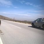 image-23621 Νέο τροχαίο με θύμα αρσενικό ζαρκάδι, στο κάθετο τμήμα της Εγνατίας οδού από Κοζάνη προς Πτολεμαΐδα (Φωτογραφία)