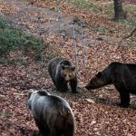 image-259235 20.000 φωτογραφικά στιγμιότυπα και βίντεο, από 45 εξελιγμένες τεχνολογικά κάμερες χαμηλής κατανάλωσης ενέργειας, τροφοδοτούμενες από φωτοβολταϊκά πάνελ, έχουν τοποθετηθεί κατά μήκος περίπου 55 χιλιομέτρων του Κάθετου Άξονα Σιάτιστας – Καστοριάς της Εγνατίας Οδού και παρέχουν πολύτιμες πληροφορίες για τις αρκούδες