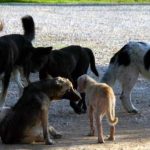 image-33136 Πτολεμαΐδα: Κακοποίησαν μικρό ζώο και το πέταξαν σε σιντριβάνι