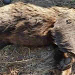 image-31865 Νεκρή αρκούδα στη Φλώρινα, πιθανότατα δηλητηριασμένη