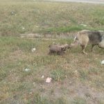 image-37536 Καταγγελία Εθελοντών Κυνοκομείου Πτολεμαΐδας γι’ αυτοκίνητο, που παράτησε κουτάβια και σκύλο στην έξοδο της Πτολεμαΐδας (Φωτογραφία)