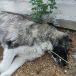 image-37132 kozan.gr: Αναστάτωση στο παλαιό πάρκο Πτολεμαΐδας, με τον εντοπισμό δηλητηριασμένης τροφής (φόλας), που προκάλεσε το θάνατο σκύλου (Βίντεο)