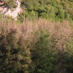 image-37061 Τι συμβαίνει με τα πλατάνια στης «Κατιρίντς» το Λάκκο (Καμβούνια) και ξεραίνονται;