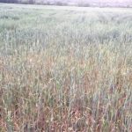 image-35860 Πτολεμαΐδα: Η παρατεταμένη ανομβρία «έκαψε» τις σιτοκαλλιέργειες