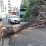 image-40332 kozan.gr: Έπεσε δέντρο, εξαιτίας της κακοκαιρίας, στην περιοχή του Σιδηροδρομικού Σταθμού Κοζάνης – Κόπηκε κι ένα ακόμη δέντρο, που είχε πάρει κλίση – Τι λένε αρμόδιοι φορείς για τα προβλήματα που δημιουργήθηκαν από τη νεροποντή (Βίντεο & Φωτογραφίες)