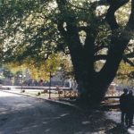 image-340580 Οι παλιοί πλάτανοι της Λευκοπηγής κι οι νεώτεροι (Γράφει ο Γιώργος Μητλιαγκας)