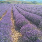 image-46036 kozan.gr: Γιώργος Κασαπίδης: «Περισσότερα από τέσσερις χιλιάδες στρέμματα λεβάντας, καλλιεργούνται σήμερα στο Ν. Κοζάνης»