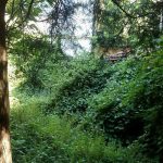 image-49403 Σχόλιο αναγνώστη στο kozan.gr: «Πνίγεται» στα χόρτα το Αρχοντικό Βαμβακά στην Κοζάνη (Φωτογραφίες)