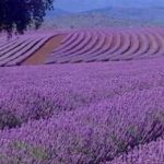 image-325294 Eρώτηση, στον αρμόδιο Υπουργό, από “Ελληνική Λύση”: “Οι παραγωγοί ελαίου λεβάντας της Κοζάνης και των Γρεβενών αναζητούν διεξόδους»