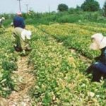 image-49220 Αποτελέσματα αξιολόγησης των αιτήσεων «Εγκατάσταση Νέων Γεωργών» στην Δ. Μακεδονία
