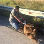 image-51243 Ακόμα ένα τροχαίο με αρκούδα στην περιοχή Κλειδί Αμυνταίου