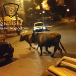 image-68136 Σιάτιστα: Συνεχίζουν να «βόσκουν», σε κεντρικούς δρόμους, αγελάδες (Βίντεο)