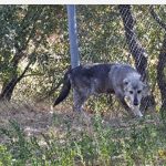 image-72878 Δύο πρώην αιχμάλωτοι λύκοι ήρθαν στον ΑΡΚΤΟΥΡΟ