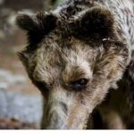 image-71720 Έφυγε από τη ζωή ο Μήτσος ή «δραπέτης», η αρκούδα του Αρκτούρου
