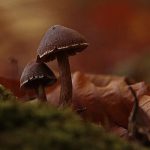 image-70546 3η Γιορτή Μανιταριών στις Πρέσπες, την Κυριακή 5 Νοεμβρίου