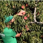 image-76888 Ευρωπαϊκή Αναγνώριση για τον ΑΣΕΠΟΠ Βελβεντού