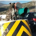image-80900 Κοζάνη: Αυτός είναι ο σκύλος… φύλακας των διοδίων στον Πολύμυλο