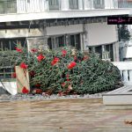 image-80599 Το πεσμένο Χριστουγεννιάτικο δέντρο στην Κεντρική Πλατεία Σερβίων (Φωτογραφίες)