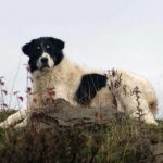 image-85642 Δήμος Σερβίων-Βελβεντού: Καλούνται οι κτηνοτρόφοι, της Τ.Κ. Καστανιάς, να περισυλλέξουν τα τσοπανόσκυλα τους