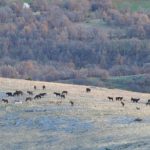 image-84913 Πτολεμαΐδα: Mε φωτοβολίδες απομάκρυναν τα άγρια άλογα