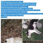 image-100978 Εθελοντές Κυνοκομείου Πτολεμαΐδας: «Φρικτός θάνατος για 8 σκυλιά στον Αγ. Χριστόφορο Εορδαίας»