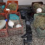 image-104871 Συνελήφθησαν δύο άτομα στη λίμνη της Καστοριάς για παράνομη αλιεία