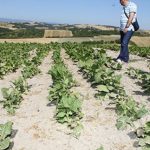 image-103655 ΕΛΓΑ: Αποζημιώσεις 30 εκατ., Μεγάλη Τρίτη, για ζημιές του 2017 – 1.851.288,67 ευρώ για 429 δικαιούχους στην Π.Ε. Κοζάνης