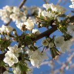 image-103566 Μια στάση για την άνοιξη (Γράφει η Δήμητρα Ν. Παπανικολάου)