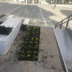 image-103521 Kozan.gr: Νέα λουλούδια στην κεντρική πλατεία Κοζάνης (Φωτογραφίες)