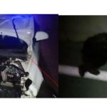 image-108412 kozan.gr: Μαυροδένδρι Κοζάνης: Αρκουδάκι έχασε τη ζωή του όταν πετάχτηκε στη μέση του δρόμου και έπεσε πάνω σε αυτοκίνητο (Βίντεο & Φωτογραφίες)