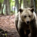 image-107959 Νεκρό αρκουδάκι εντοπίστηκε στη θέση «Κλειδί» Αμυνταίου