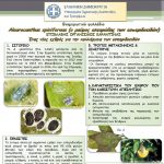 image-107439 Π.Ε. Κοζάνης: Ο μαύρος αλευρώδης των εσπεριδοειδών Aleyrocanthus spiniferus
