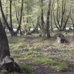 image-106880 Στο ίδιο έργο θεατές – Η παράνομη υλοτομία στα Αναβρυκά (3ο-5ο χλμ από γέφυρα Ρυμνίου προς Ζιδάνι) φέτος ξεκίνησε νωρίς