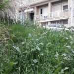 image-106210 kozan.gr: Kαταγγελία αναγνώστη: Κοζάνη: Μας «έφαγαν» τα χόρτα…