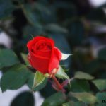 image-105885 Η ομορφιά της ασχήμιας… (Γράφει η Δήμητρα Ν. Παπανικολάου)