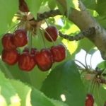 image-163277 Εορδαία: Αγρότες κατά του ΕΛ ΓΑ