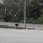 image-114951 kozan.gr: Νεάπολη Βοΐου: Έκαναν δουλειές στο πρατήριο καυσίμων όταν είδαν να περνά, από πολύ κοντά, ένα αρκουδάκι (Bίντεο)