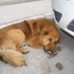 image-114314 kozan.gr: Οι Εθελοντές Κυνοκομείου Πτολεμαΐδας καταγγέλουν το δήμο Εορδαίας για παράνομες περισυλλογές αδέσποτων σκύλων
