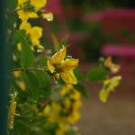 image-113747 Ανοιξιάτικες μπόρες (Γράφει η Δήμητρα Ν. Παπανικολάου)