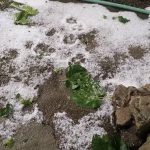 image-113446 kozan.gr: Χαλάζι στην Εράτυρα του δήμου Βοΐου και τη γύρω περιοχή (Φωτογραφίες)