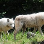image-112735 Μία αγέλη έξι λύκων από την Ιταλία στο Καταφύγιο του ΑΡΚΤΟΥΡΟΥ (Βίντεο)