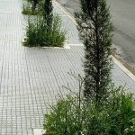image-111780 Σχόλιο αναγνώστριας στο kozan.gr: Πνιγμένα στα χόρτα τα δεντράκια μπροστά από τη νέα δημοτική βιβλιοθήκη Κοζάνης; (Φωτογραφία)